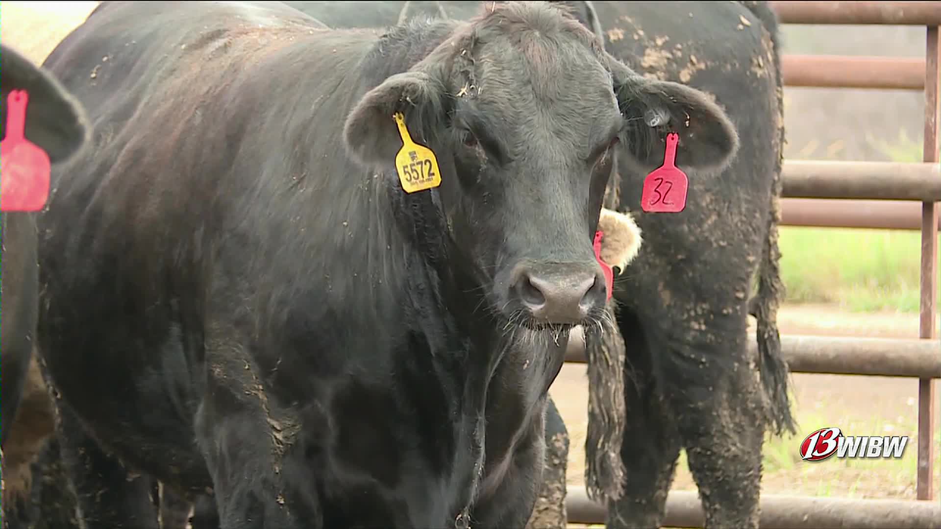 Kansas Cattle Producers Grapple With Rising Beef Prices Amidst Drought and Inflation