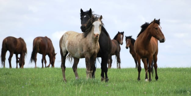 Kansas Department of Corrections and BLM Extend Wild Horse Training Program
