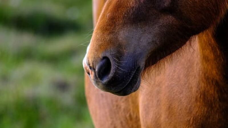 This is a photo of a horse's nose. (Source: Pexels/stock image)