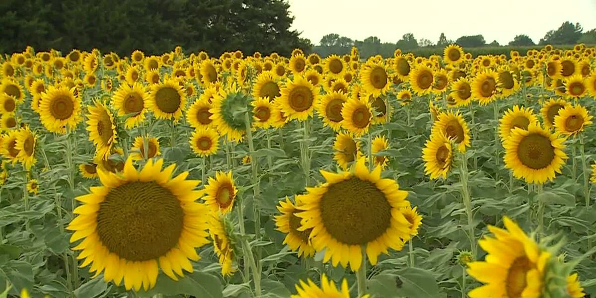 Sunflower State “This is Kansas, the Sunflower State”: Sunflowers bloom at their peak ...