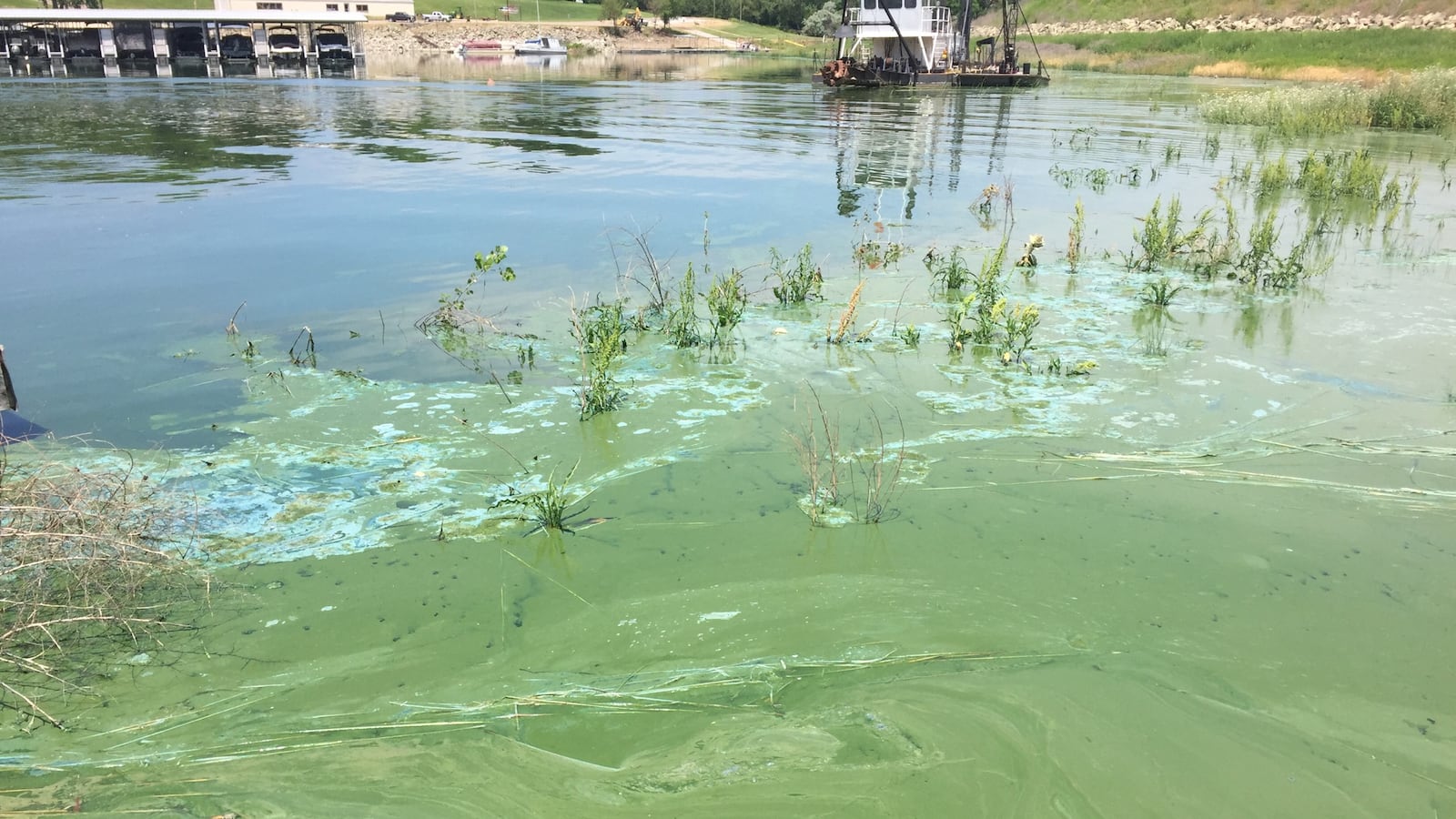 KDHE announces blue-green algae detected at seven Kansas lakes