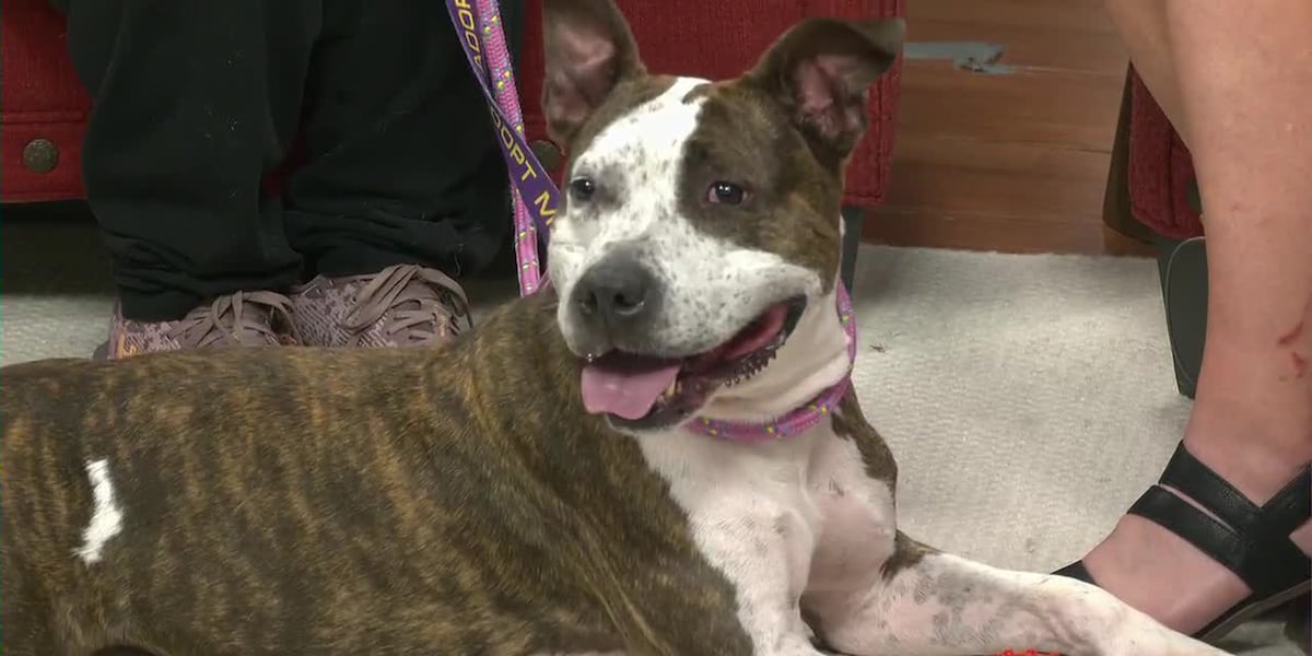 Lizzie likes playing but would love being adopted from Helping Hands