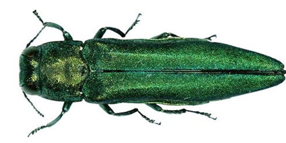 Shawnee Insect Landowners warned as invasive beetle species spotted in Shawnee Co. trees