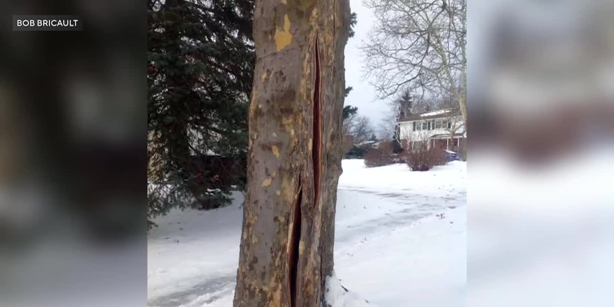 Exploding Tree Risk Nebraska Here’s what happens that could cause trees to ‘explode’ in cold weather