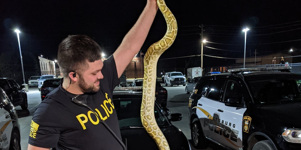 shelby township police spent wednesday night digging a... Police called to remove snake; turns out to be python