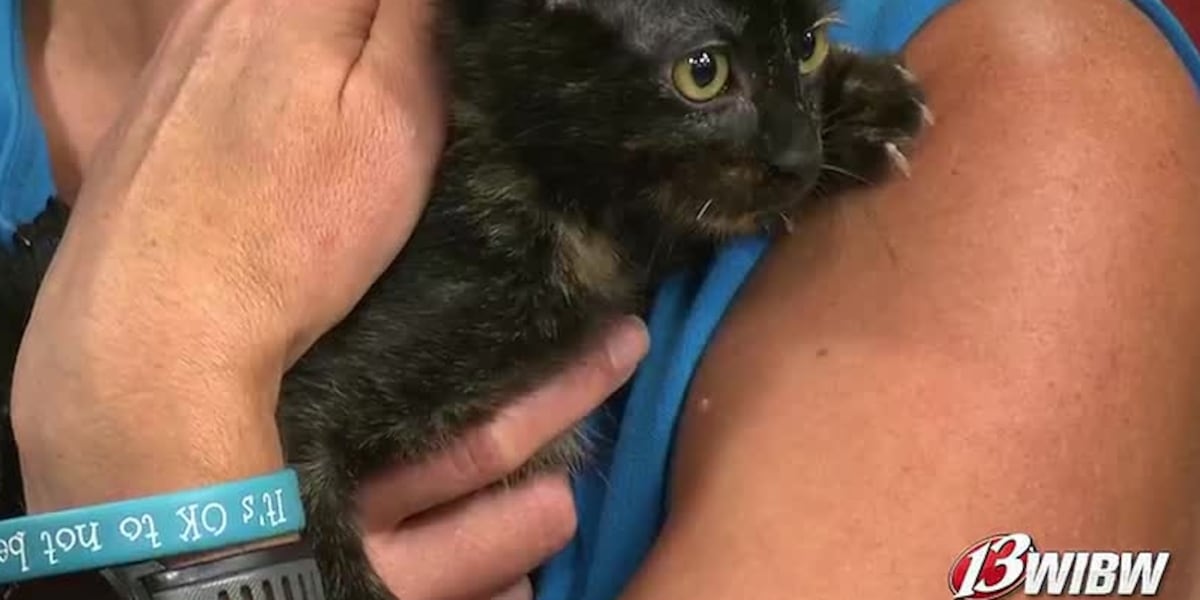 Celebrate National Kitten Day with Clickety Clack and Helping Hands