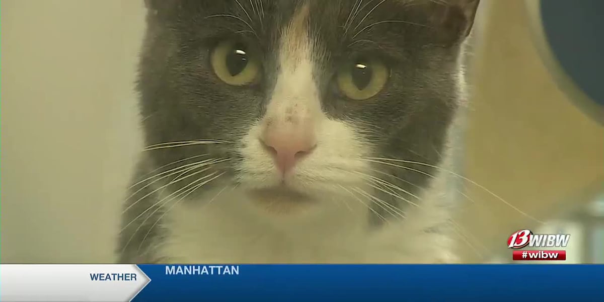 Helping Hands Humane Society brings holiday hope to pets
