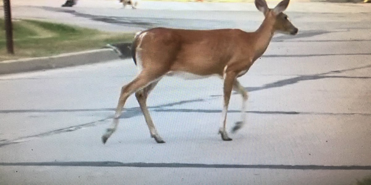 Officials warn motorists of vehicle-deer collisions in Kansas