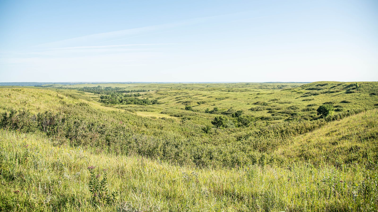 K-State offers free prairie ecosystem educational materials for teachers