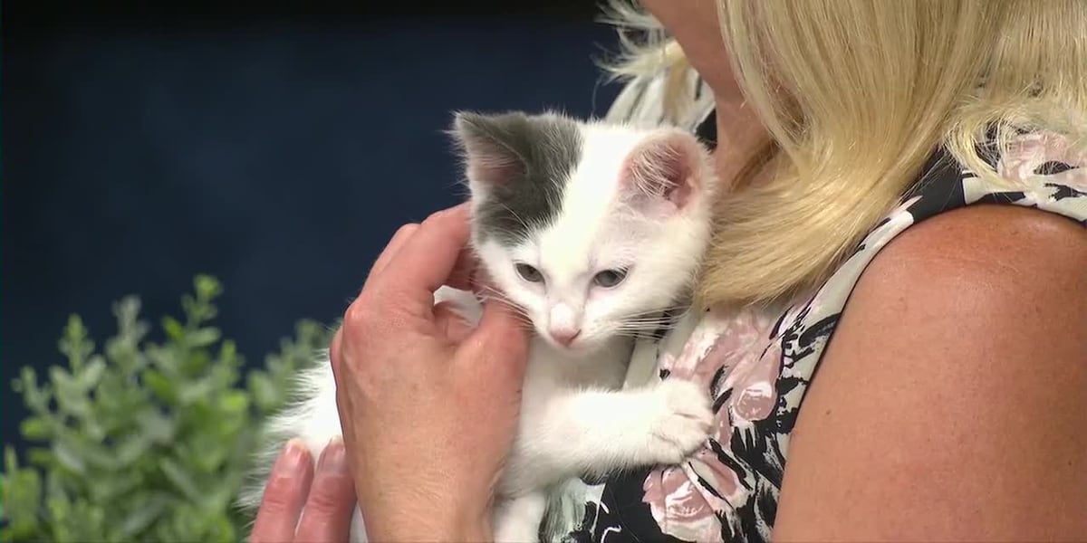 Prosperity, Positivity are paws-itively perfect for a fur-ever family