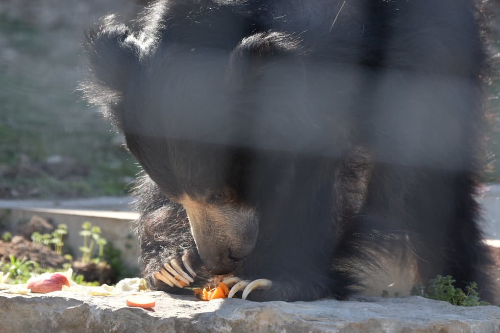 Sunset Zoo da la bienvenida al nuevo residente Kartick