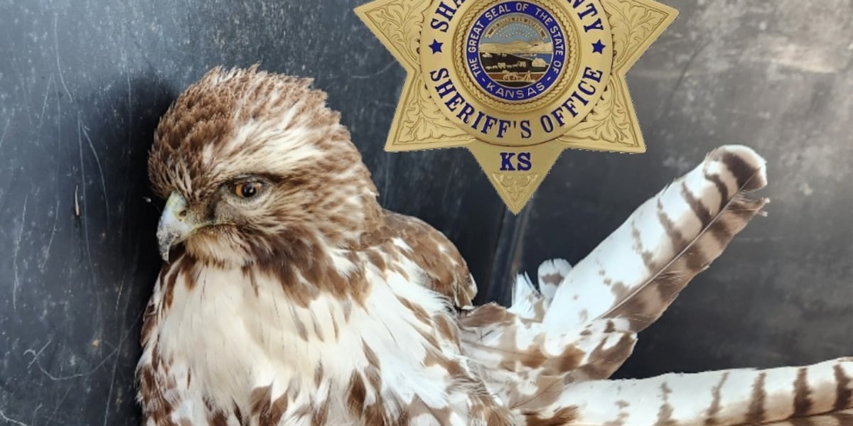 Wounded Hawk Morning Rescue: Officials capture injured hawk, get it to safety