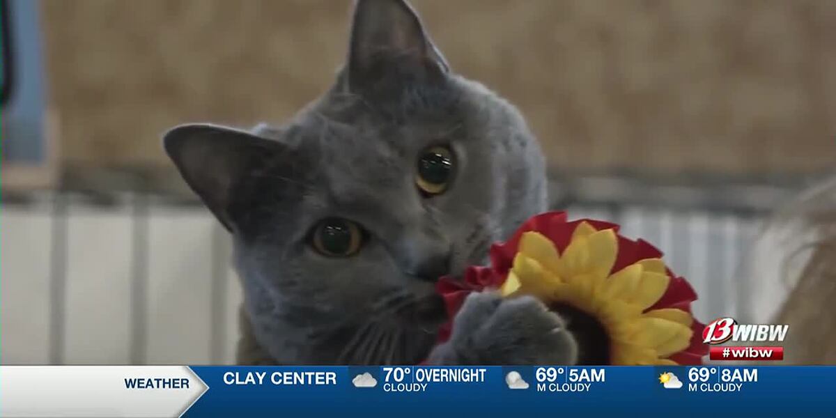 Topeka hosts its first cat show in years - WIBW
